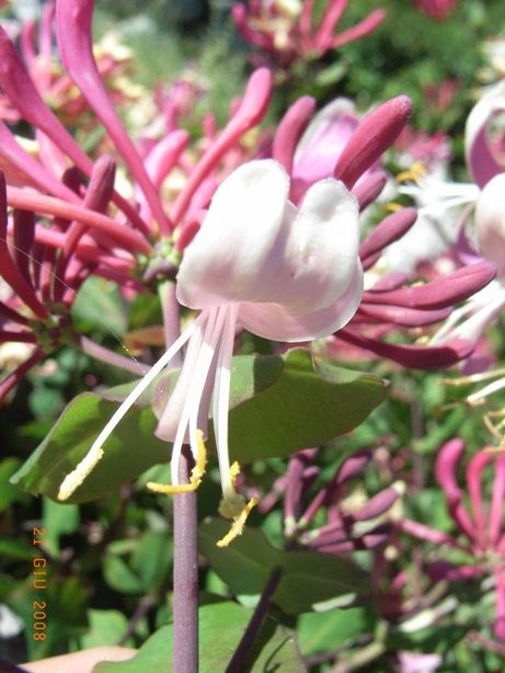 Lonicera etrusca / Caprifoglio etrusco